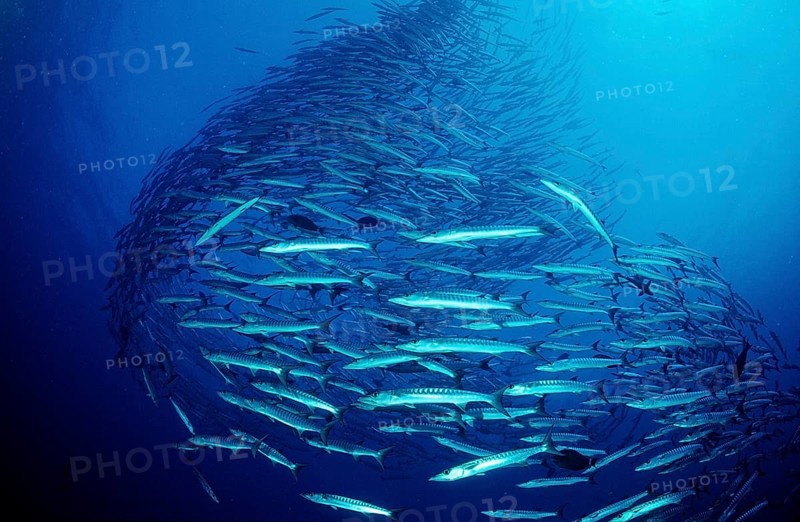 Darkfin Barracudas, Sphyräna qenie, Sudan, Africa, Red Sea, Africa