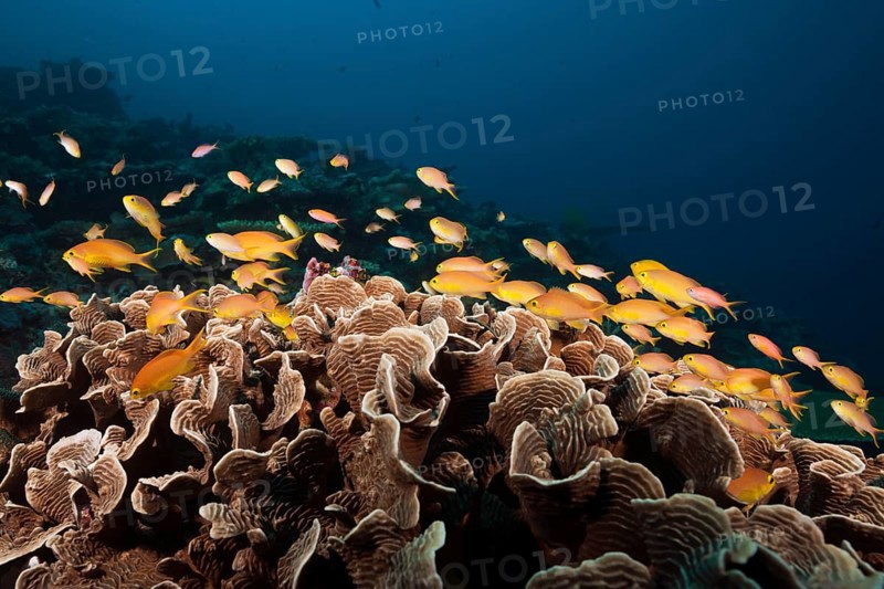 Green bannerfish on the reef, Pseudanthias huchtii, Florida Islands, Solomon Islands, Oceania