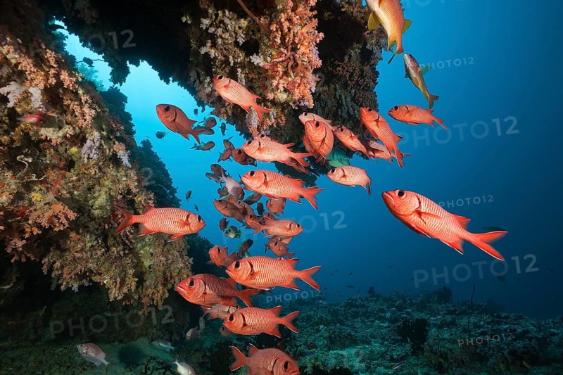 Soldierfish on the reef, Mypristis sp., Baa Atoll, Indian Ocean, Maldives, Asia