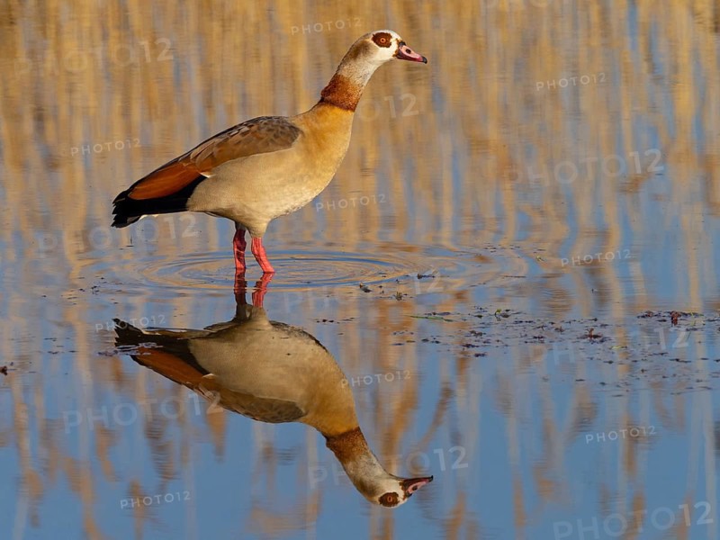 Egyptian goose, (Alopochen aegyptiacus), biotope, habitat, foraging, Wagbachniederung nature reserve, Waghäusl, Baden-Württemberg, Federal Republic of Germany