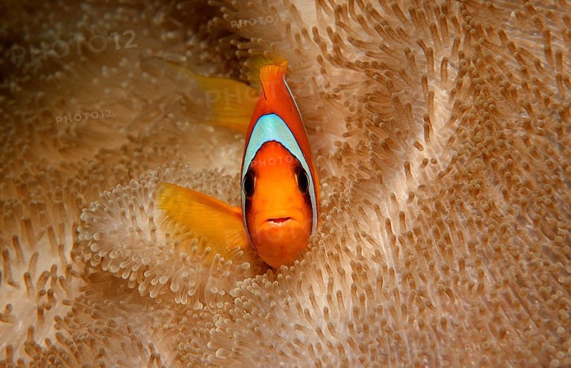 Red Sea Anemonefish, Amphiprion bicinctus, Djibouti, Djibouti, Africa, Afar Triangle, Gulf of Aden, Gulf of Tadjourah, Africa