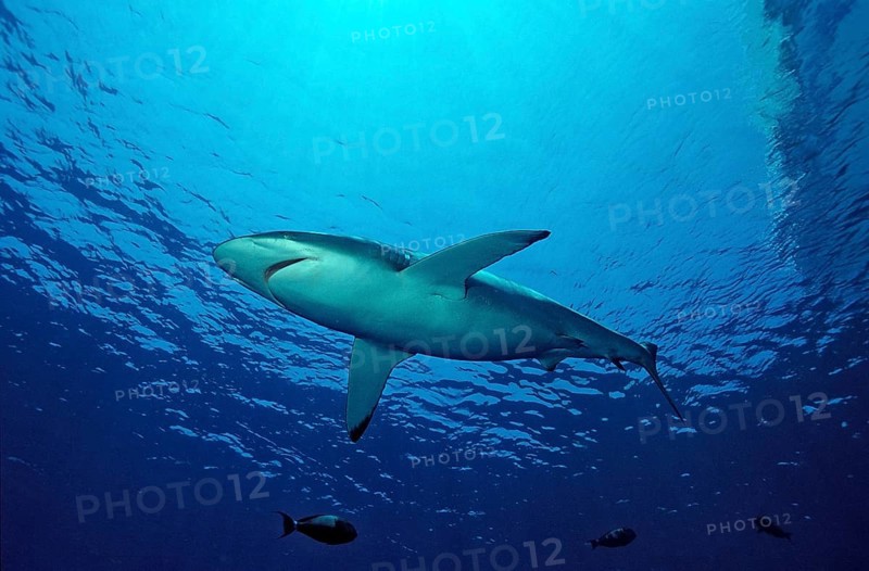Silky shark, Carcharhinus falciformis, Egypt, Red Sea, Brother Islands, Africa