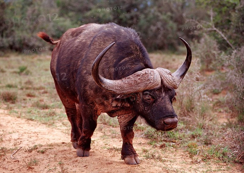 Cape buffalo, Syncerus caffer, South Africa, Addo Elephant National Park, Africa