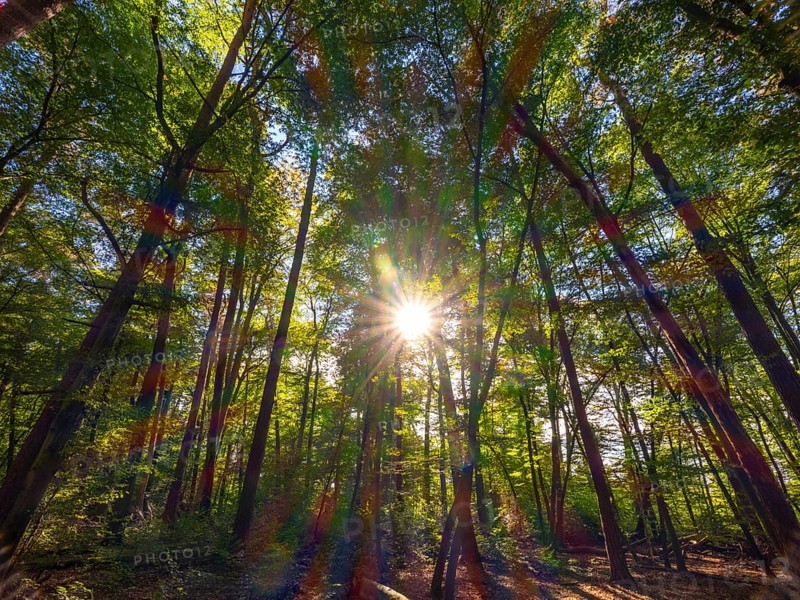 Forest with deciduous trees against the light, the sunlight refracts in spectral colours, Offenbach am Main, Hesse, Germany, Europe