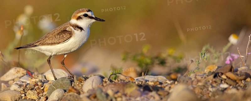 Animals, birds, plover, Kentish plover, (Charadrius alexandrinus), biotope, habitat, foraging, Lesbos, Greece, Europe