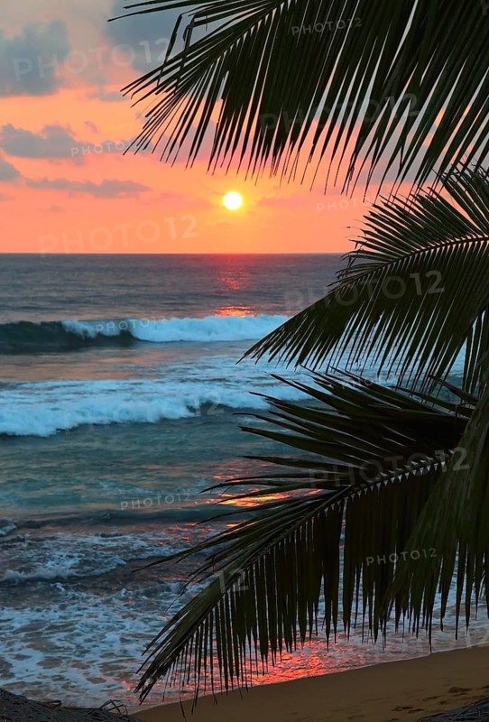 Beautiful sea sunset and palm leaves on foreground