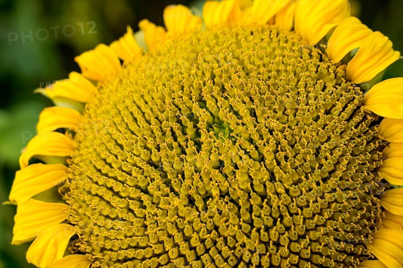 Common sunflower (Helianthus annuus), field in October as cover crop or catch crop, rural landscape near Gewissenruh, Wesertal, Weser Uplands, Weserbergland, Hesse, Germany, Europe