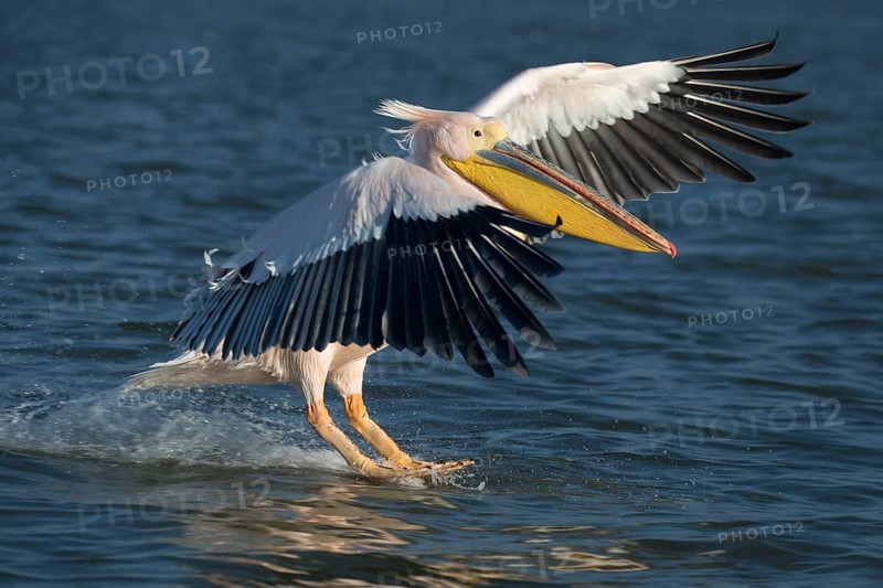 A pink pelican landing on the water