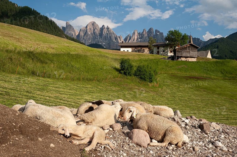 20.06.2019, St. Magdalena, Villnöss, Trentino, South Tyrol, Italy, Europe, Flock of sheep in the Villnöss Valley nature park Park with mountains of the Dolomites and Puez Geisler Group, Europe