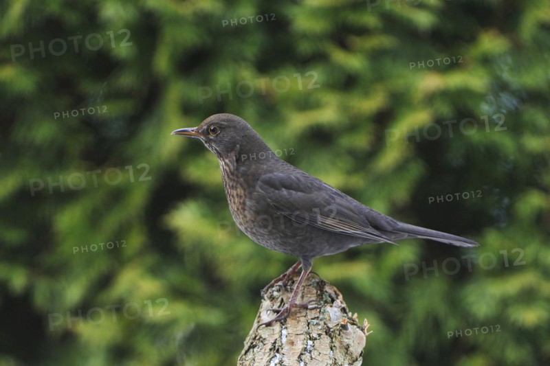 Blackbird female on a tree trunk