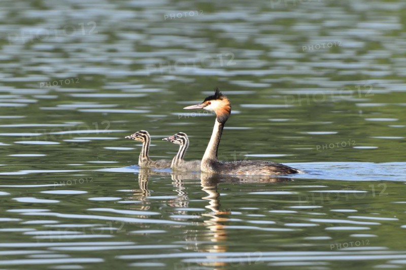 Great crested grebe, Great crested grebe, Podiceps cristatus, Grebe, Europe, Europe, Germany, Germany, Europe