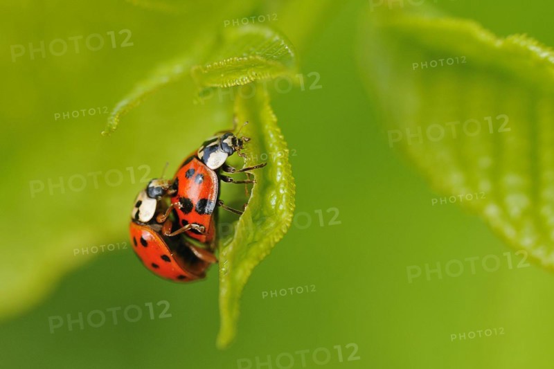 Asian lady beetle (Harmonia axyridis) Harmonia axyridis coppula