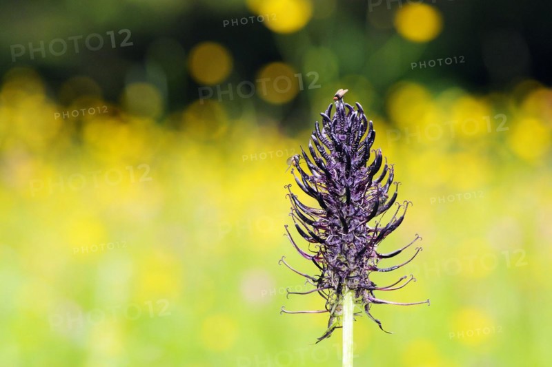 The black devil's claw is a lime-loving plant on moor meadows and nutrient-poor grassland. Phyteuma nigrum
