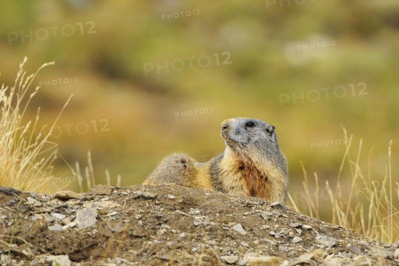 Marmot observe their environment