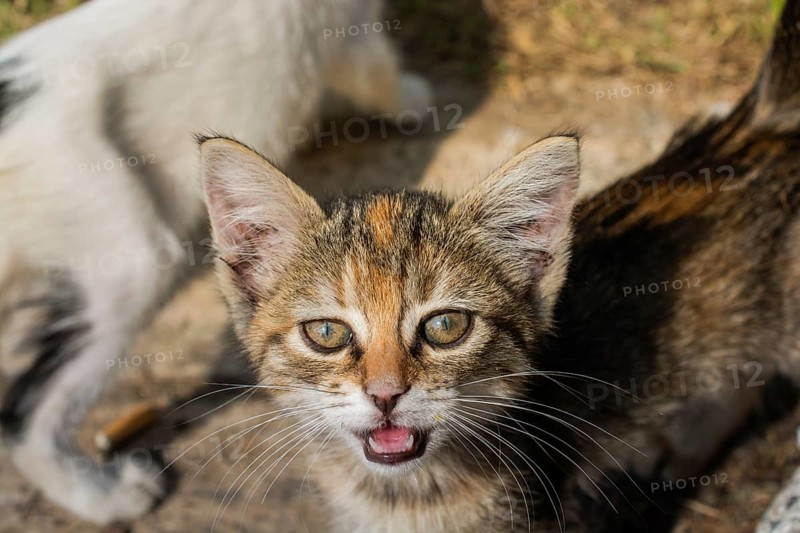 Portrait of striped cat, Stray homeless catourdoors in street