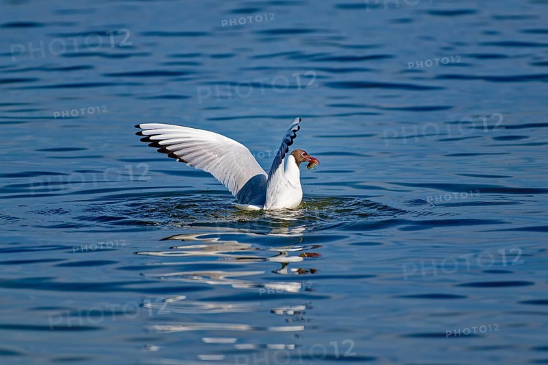 A black-headed gull (Chroicocephalus ridibundus) proudly flying on the water raises its wings after catching food, Wismar, Mecklenburg-Western Pomerania, Germany, Europe