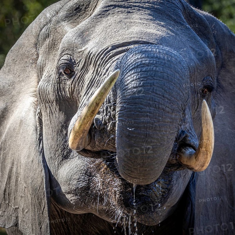 African elephant (Loxodonta africana) drinking, portrait, Manyeleti Game Reserve, South Africa, Africa