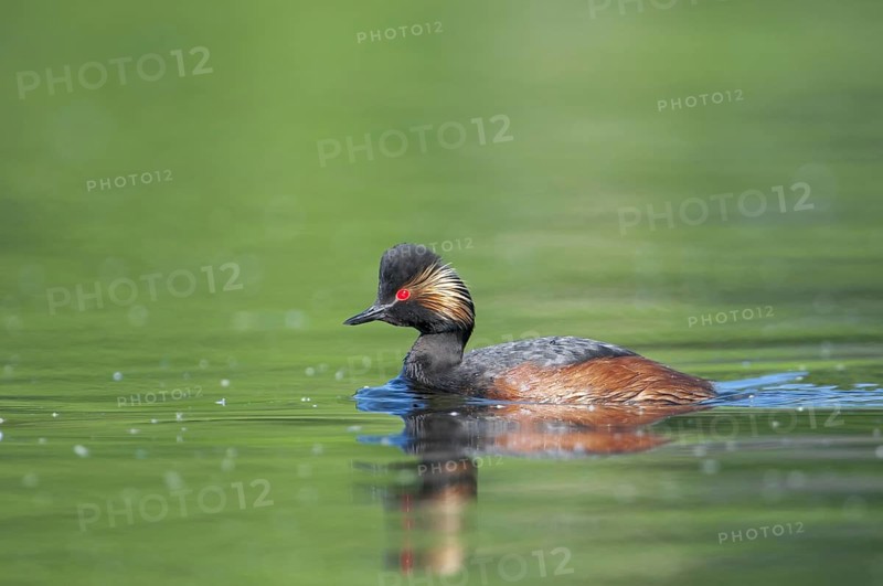 Black-necked Grebe (Podiceps nigricollis)