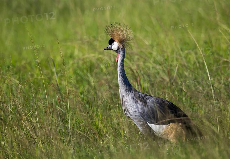 Crowned crane (Balearica pavonina)