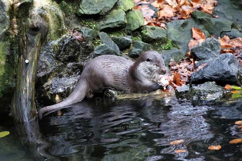 Otter (Lutra lutra)