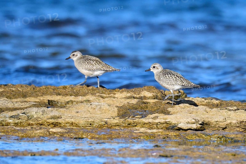 Little Ringed Plover (Pluvialis squatarola)