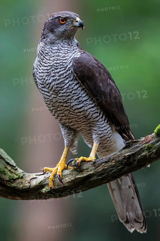 Goshawk (Accipiter gentilis)