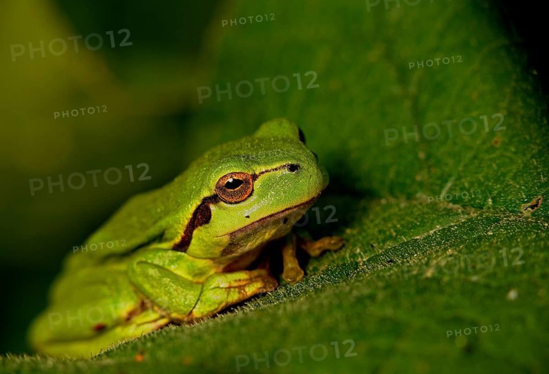 Tree frog (Hyla aborea)