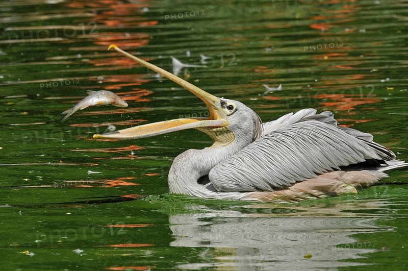 Rufous pelican (Pelecanus rufescens)