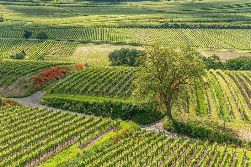 Poppies in bloom in the vineyard in spring. Kaiserstuhl, Emmendingen, Fribourg-en-Brisgau, Bade-Wurtemberg, Germany, Europe