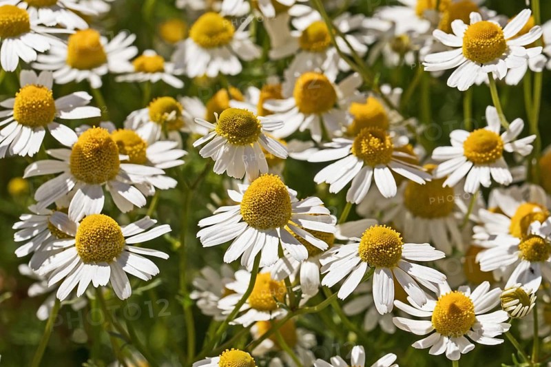 Flowers of the German chamomile (Matricaria chamomilla, German chamomile) Flowers of the German chamomile (Scented Mayweed, Matricaria chamomilla)