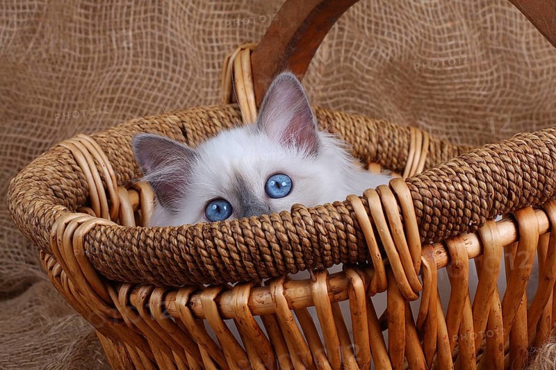 SACRED CAT OF BURMA, BIRMAN CAT, LITTER, SITS IN BASKET