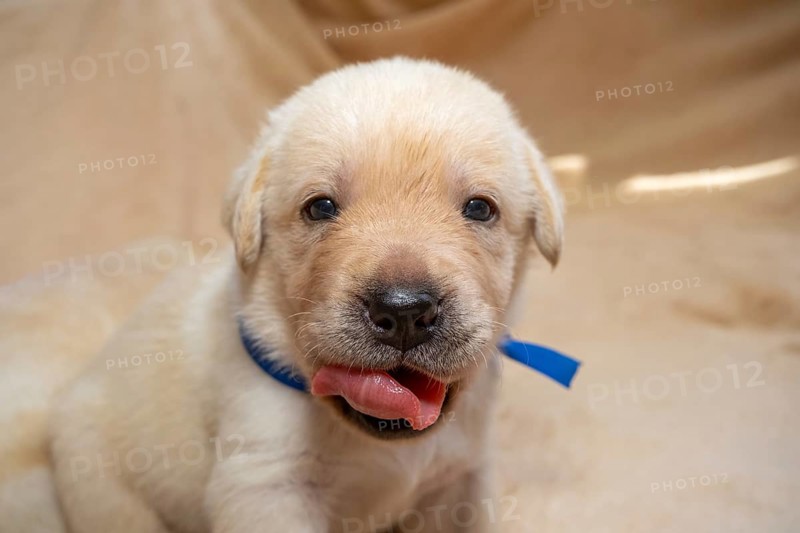 Beautiful young yellow labrador retriever puppy dog portrait