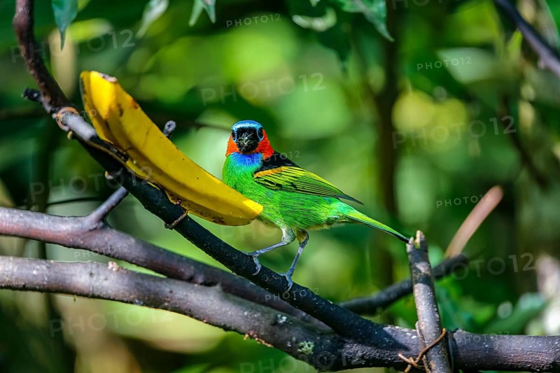 Close-up of a Red-necked tanager feeding on a banana, facing to camera, against defocused green background, Folha Seca, Brazil, South America