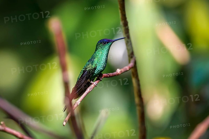 Violet-capped woodnymph perched on a branch against defocused background, Folha Seca, Brazil, South America