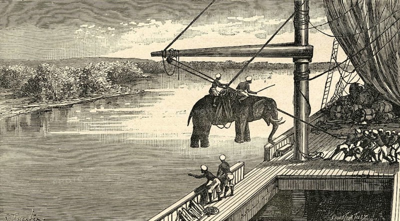 Transportation of elephants from India to Africa