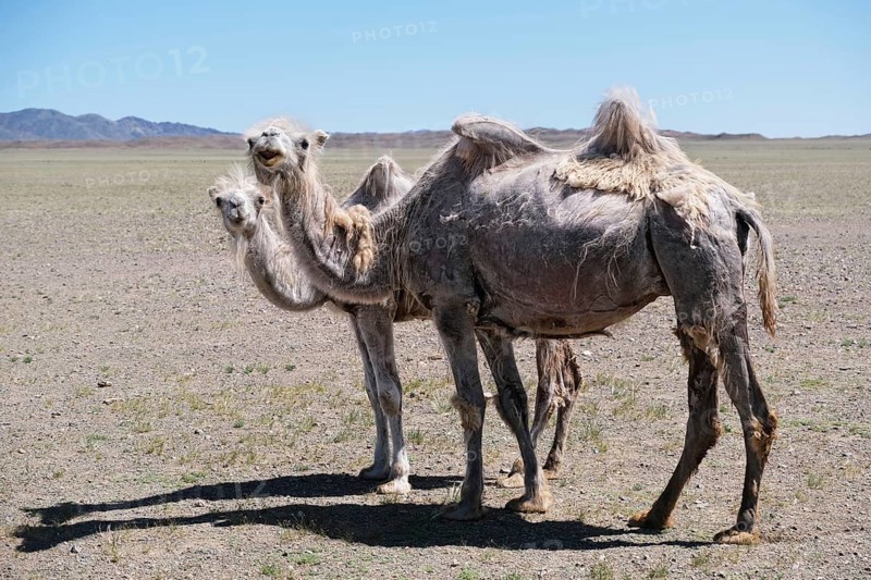A camel graze in the stone desert of Western Mongolia