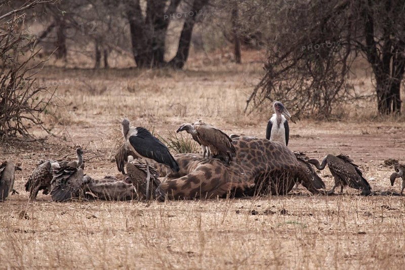 Vultures eat corpse of dead giraffe