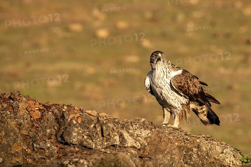Aquila fasciata, spain