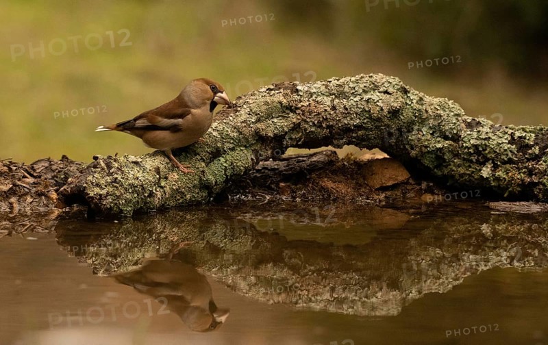 Coccothraustes coccothraustes, spain