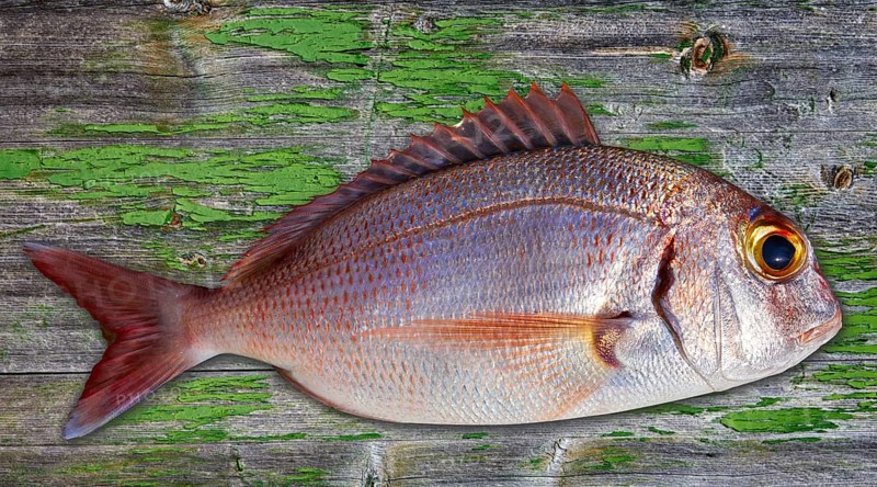 Snapper fish catch fresh red pink color Lutjanus Campechanus