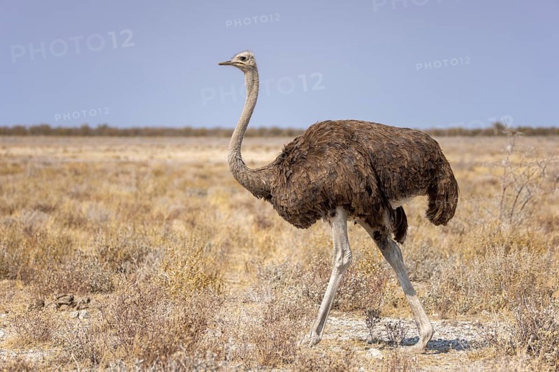 Common ostrich, Struthio camelus, Etosha National Park, Namibia, Africa