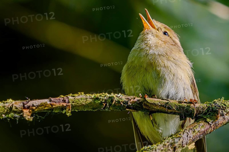 A songbird (chiffchaff) sits on a branch and sings, Bogen, Lower Bavaria