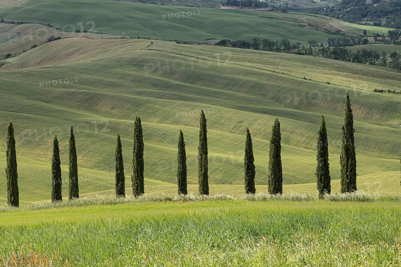 Val d'orcia, rolling hills with cypress trees, landscape, tuscany, italy