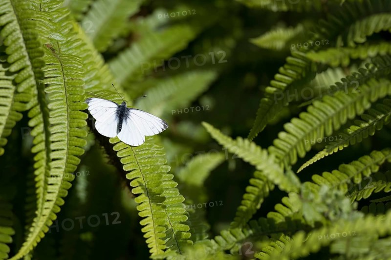 Small White, Pieris rapae, resting on a fern in the spring sunshine in Scotland