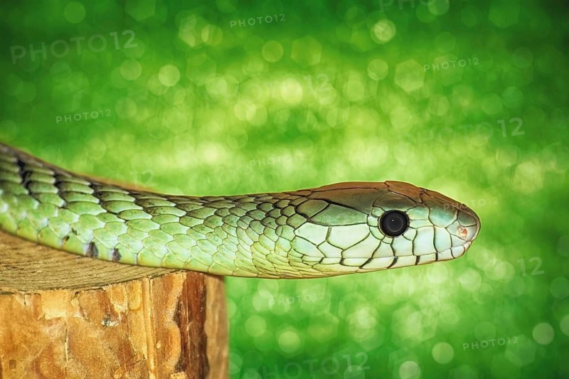 Green Snake on the Stump Varna, Bulgaria, Europe