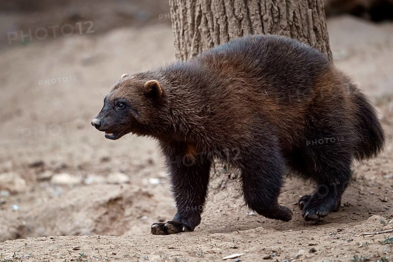 Siberian wolverine Gulo Gulo in nature