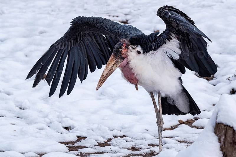 Marabou Stork (Leptoptilos crumeniferus) with outstretched wings in the snow. Portrait of large wading bird marabou stork