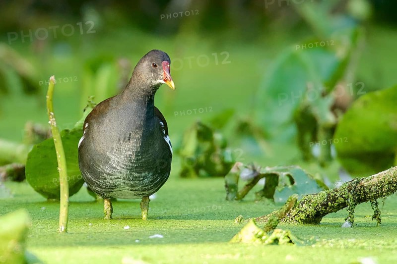 Common Moorhen in a pond full with duckweed. Common Moorhen in a pond full with Duckweed