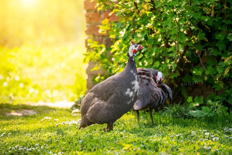 Guinea fowl grazing on green backyard grass