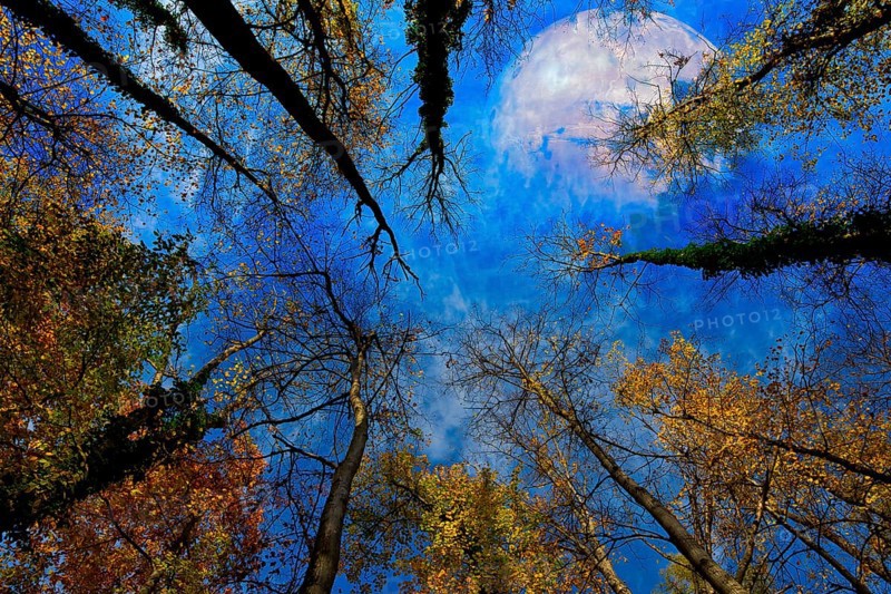 View from the forest upwards into the blue sky, colourful autumn leaves and the planet Mercury, Composing, Grenzach- Wyhlen, Baden- Württemberg, Germany, Europe